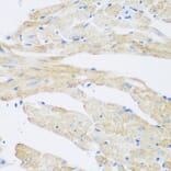 Immunohistochemistry - Anti-NAT8B Antibody (A15592) - Antibodies.com