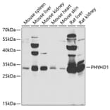 Western Blot - Anti-PHYHD1 Antibody (A15593) - Antibodies.com