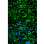 Immunofluorescence - Anti-PHYHD1 Antibody (A15593) - Antibodies.com