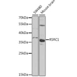 Western Blot - Anti-RSRC1 Antibody (A15594) - Antibodies.com