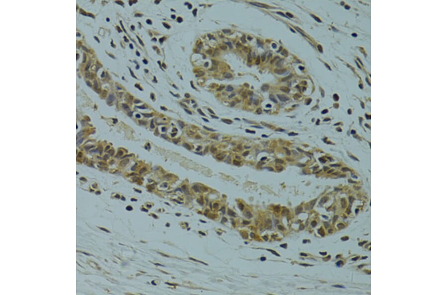Immunohistochemistry - Anti-RSRC1 Antibody (A15594) - Antibodies.com