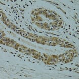Immunohistochemistry - Anti-RSRC1 Antibody (A15594) - Antibodies.com
