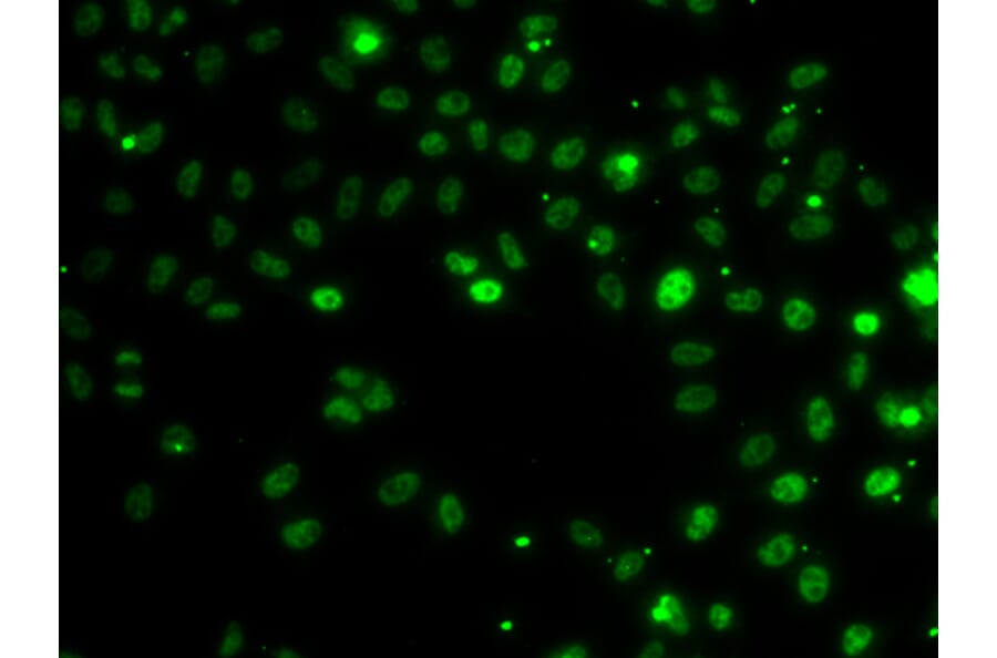 Immunofluorescence - Anti-RSRC1 Antibody (A15594) - Antibodies.com