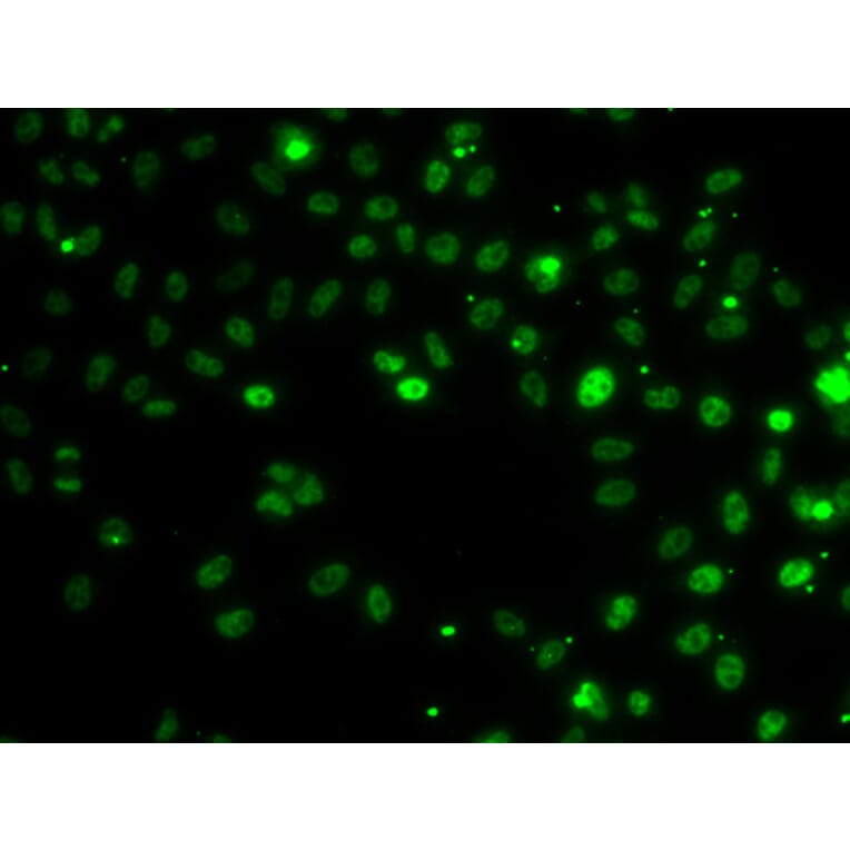 Immunofluorescence - Anti-RSRC1 Antibody (A15594) - Antibodies.com