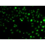 Immunofluorescence - Anti-RSRC1 Antibody (A15594) - Antibodies.com