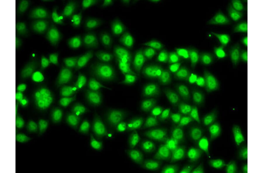 Immunofluorescence - Anti-SETBP1 Antibody (A15595) - Antibodies.com