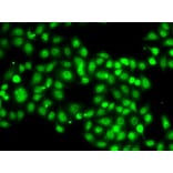 Immunofluorescence - Anti-SETBP1 Antibody (A15595) - Antibodies.com