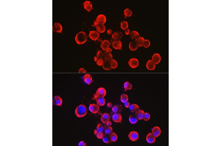 Immunofluorescence - Anti-Alpha-synuclein Antibody (A15598) - Antibodies.com
