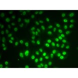 Immunofluorescence - Anti-SNRPD1 Antibody (A7216) - Antibodies.com