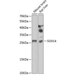 Western Blot - Anti-SOX14 Antibody (A15600) - Antibodies.com