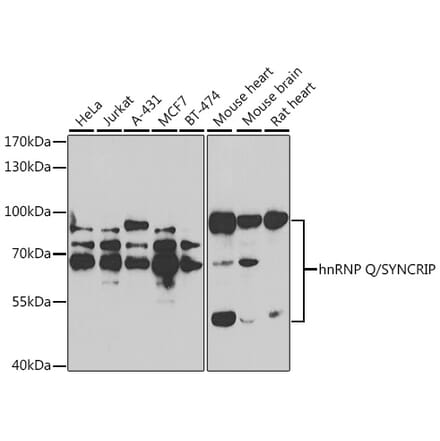 Western Blot - Anti-hnRNP Q Antibody (A15602) - Antibodies.com