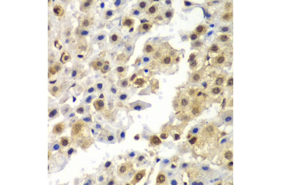 Immunohistochemistry - Anti-hnRNP Q Antibody (A15602) - Antibodies.com