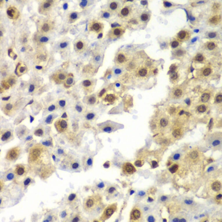 Immunohistochemistry - Anti-hnRNP Q Antibody (A15602) - Antibodies.com