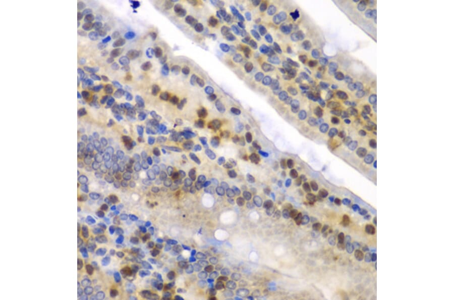 Immunohistochemistry - Anti-hnRNP Q Antibody (A15602) - Antibodies.com
