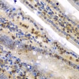 Immunohistochemistry - Anti-hnRNP Q Antibody (A15602) - Antibodies.com