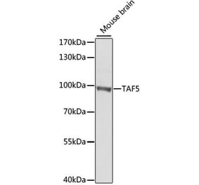 Western Blot - Anti-TAF5 Antibody (A7221) - Antibodies.com