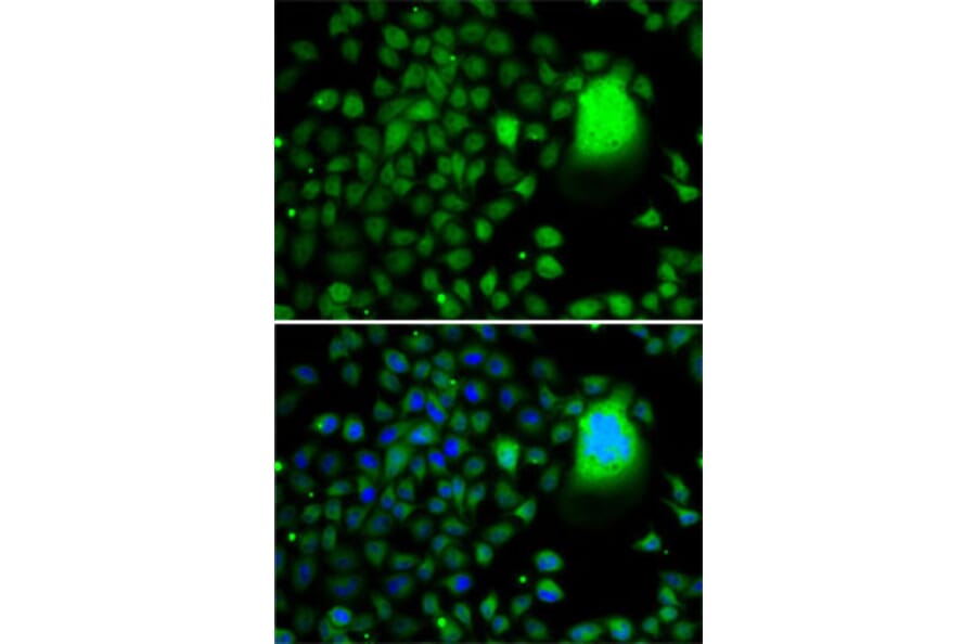 Immunofluorescence - Anti-TAF5 Antibody (A7221) - Antibodies.com