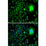 Immunofluorescence - Anti-TAF5 Antibody (A7221) - Antibodies.com