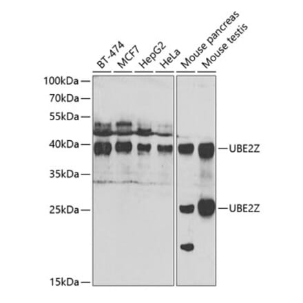 Western Blot - Anti-UBE2Z Antibody (A15605) - Antibodies.com