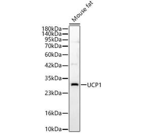 Western Blot - Anti-UCP1 Antibody (A15609) - Antibodies.com