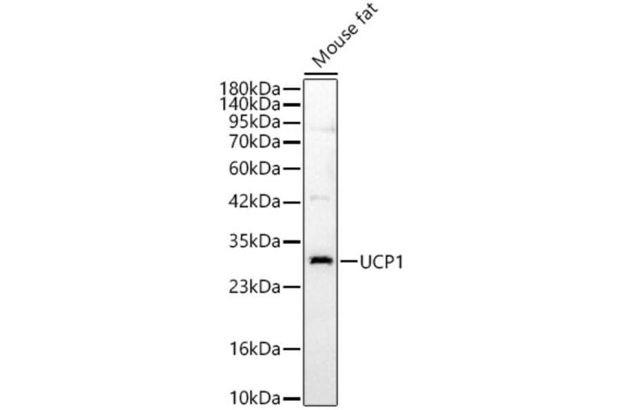 Western Blot - Anti-UCP1 Antibody (A15609) - Antibodies.com