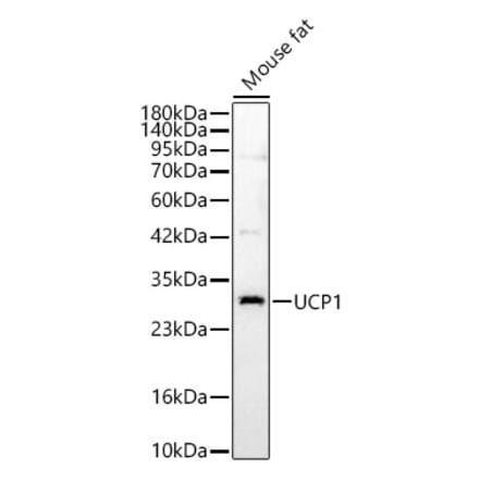 Western Blot - Anti-UCP1 Antibody (A15609) - Antibodies.com