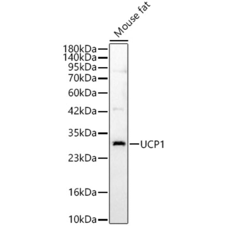 Western Blot - Anti-UCP1 Antibody (A15609) - Antibodies.com