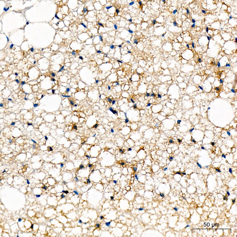Immunohistochemistry - Anti-UCP1 Antibody (A15609) - Antibodies.com