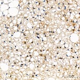 Immunohistochemistry - Anti-UCP1 Antibody (A15609) - Antibodies.com