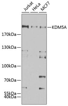 Western blot analysis of extracts of various cell lines, using Anti-KDM5A Antibody (A7238) at 1:500 dilution. Secondary antibody: Goat Anti-Rabbit IgG (H+L) (HRP) (AS014) at 1:10,000 dilution. Lysates / proteins: 25µg per lane. Blocking buffer: 3% non-fat dry milk in TBST. Detection: ECL Enhanced Kit (RM00021). Exposure time: 60s.