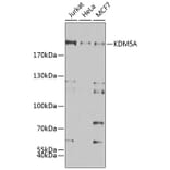 Western Blot - Anti-KDM5A/Jarid1A/RBBP2 Antibody (A15610) - Antibodies.com