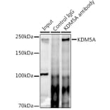 Western Blot - Anti-KDM5A/Jarid1A/RBBP2 Antibody (A15610) - Antibodies.com