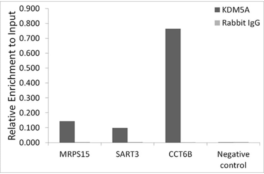 Chromatin Immunoprecipitation - Anti-KDM5A/Jarid1A/RBBP2 Antibody (A15610) - Antibodies.com
