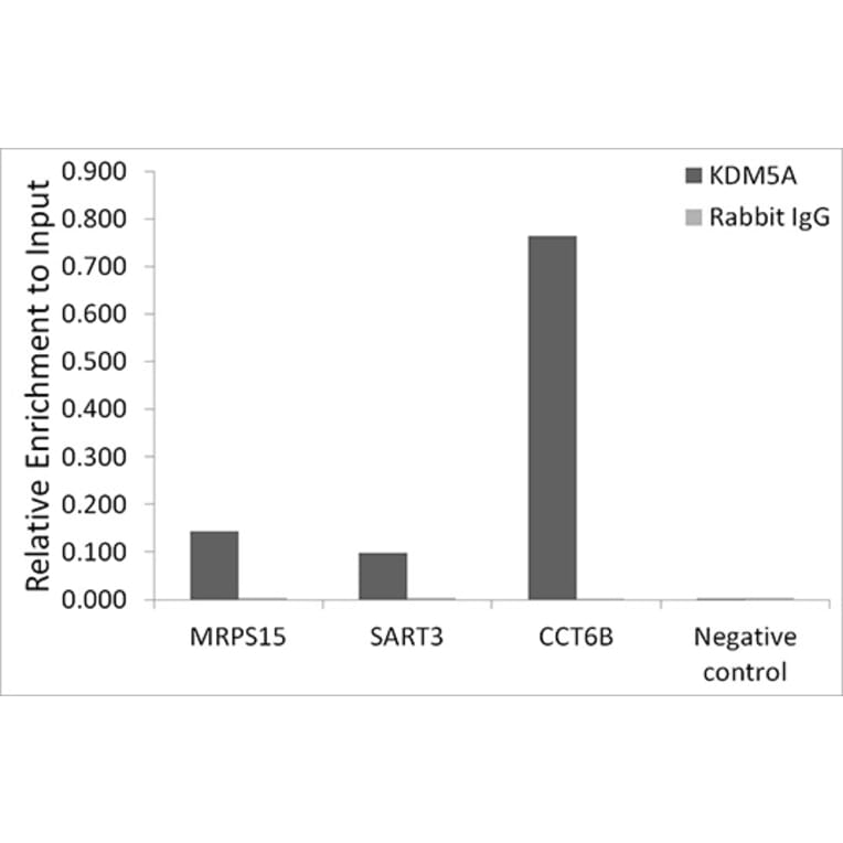 Chromatin Immunoprecipitation - Anti-KDM5A/Jarid1A/RBBP2 Antibody (A15610) - Antibodies.com