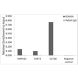 Chromatin Immunoprecipitation - Anti-KDM5A/Jarid1A/RBBP2 Antibody (A15610) - Antibodies.com