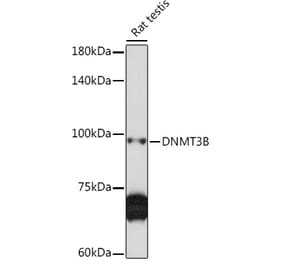 Western Blot - Anti-Dnmt3b Antibody (A15611) - Antibodies.com