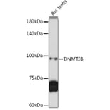 Western Blot - Anti-Dnmt3b Antibody (A15611) - Antibodies.com