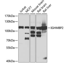Western Blot - Anti-IGHMBP2 Antibody (A15612) - Antibodies.com