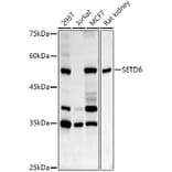Western Blot - Anti-SETD6 Antibody (A15613) - Antibodies.com