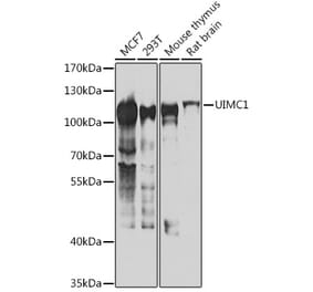 Western Blot - Anti-RAP80 Antibody (A15614) - Antibodies.com