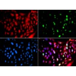 Immunofluorescence - Anti-RAP80 Antibody (A15614) - Antibodies.com