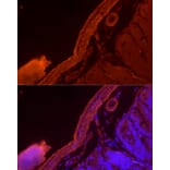 Immunofluorescence - Anti-alpha smooth muscle Actin Antibody (A15615) - Antibodies.com
