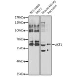 Western Blot - Anti-AKT1 Antibody (A15618) - Antibodies.com