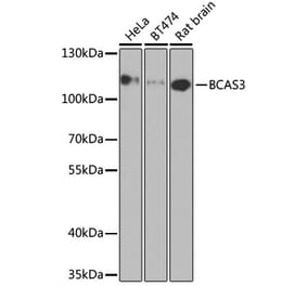 Western Blot - Anti-BCAS3 Antibody (A15620) - Antibodies.com