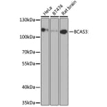 Western Blot - Anti-BCAS3 Antibody (A15620) - Antibodies.com