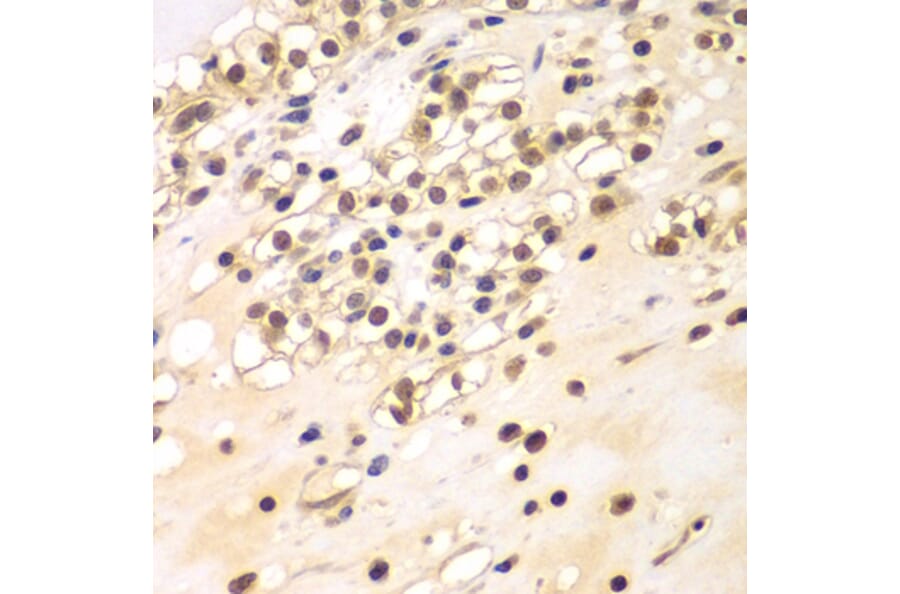 Immunohistochemistry - Anti-BCAS3 Antibody (A15620) - Antibodies.com