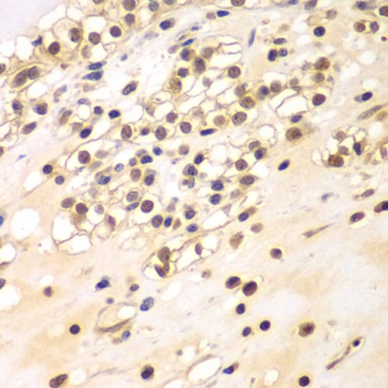 Immunohistochemistry - Anti-BCAS3 Antibody (A15620) - Antibodies.com