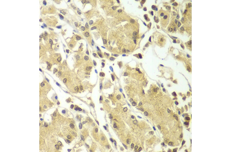 Immunohistochemistry - Anti-BCAS3 Antibody (A15620) - Antibodies.com