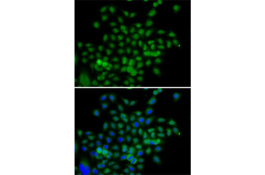 Immunofluorescence - Anti-BCAS3 Antibody (A15620) - Antibodies.com