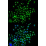 Immunofluorescence - Anti-BCAS3 Antibody (A15620) - Antibodies.com